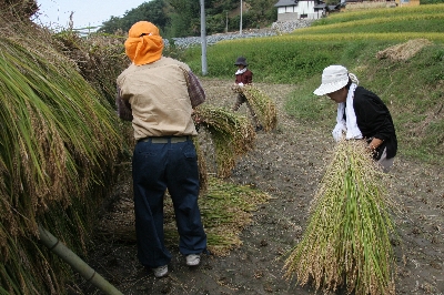 栄吾米収穫の様子